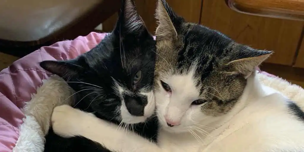 猫2匹