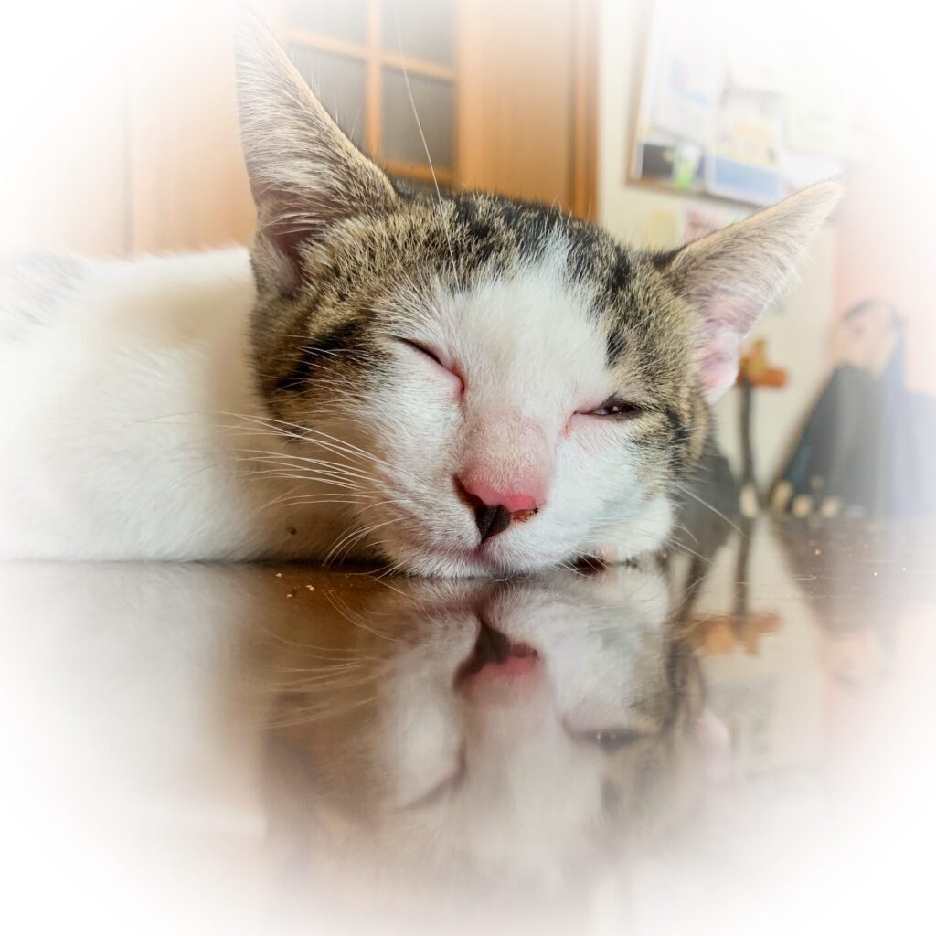 めんどくせぇ猫コタロウ